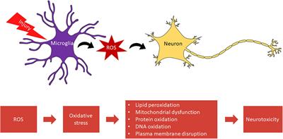 Therapeutic targeting of microglia mediated oxidative stress after neurotrauma
